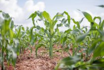 Programa de reintegrao no campo ter prticas agropecurias e extenso rural