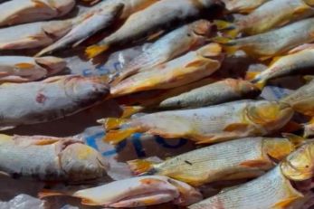 PM apreende 200 kg de pescado irregular em carro