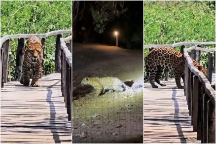 A ona-pintada Macau caminha por uma das trilhas da Pousada Araras, no Pantanal mato-grossense