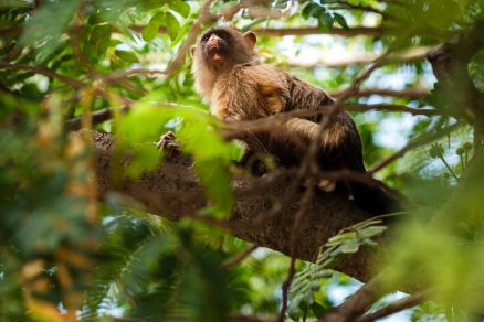 O animal est� com risco de extin��o devido a poss�vel redu��o das suas popula��es.