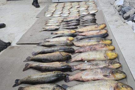 Com o suspeito, foram apreendidos 86 peixes, incluindo uma espcie de captura proibida