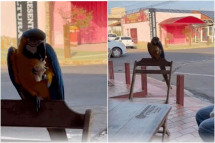 Arara-canind toma caf da manh