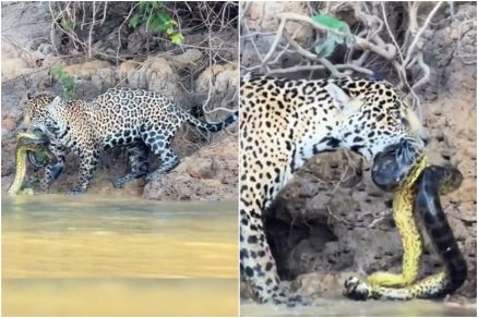 Ona-pintada captura sucuri s margens de rio no Pantanal de MT
