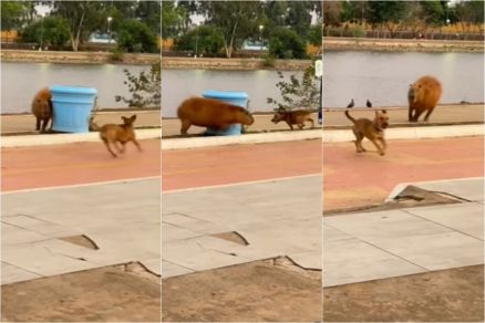 Caramelo brincando com uma capivara no Parque das guas