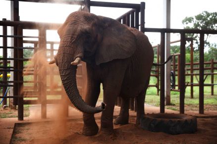 A elefanta africana Pupy, que morreu em santurio de MT