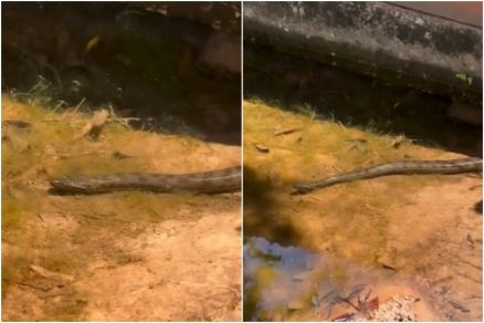 Sucuri  filmada nadando em rio de Chapada dos Guimares e viraliza