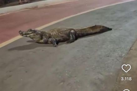 O jacar, que ficou alguns minutos na pista de caminhada