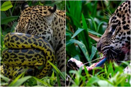 Sucuri se enrosca no focinho de ona-pintada no Parque Estadual Encontro das guas, no Pantanal