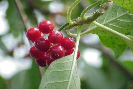 Pequeno arbusto de apenas 30 cm de altura, com grandes folhas ovaladas de cor verde escuro brilhantes e opostas.