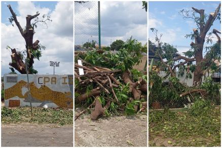 Imagens mostram impacto da poda em rvore do CPA 2 