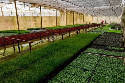 Hortalia Hidrotec no assentamento Santo Antnio da Fartura 