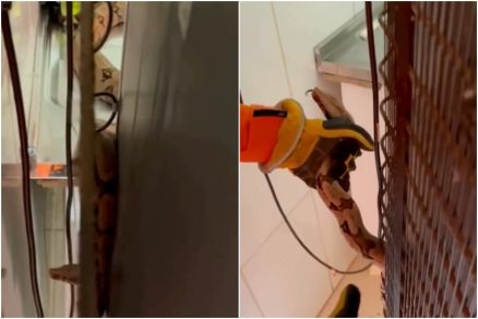 Aps resgate, jiboia  levada para mata afastada da cidade