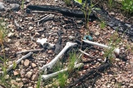 Ossada humana foi encontrada na regio do Coxip do Ouro nesta quarta-feira (5)