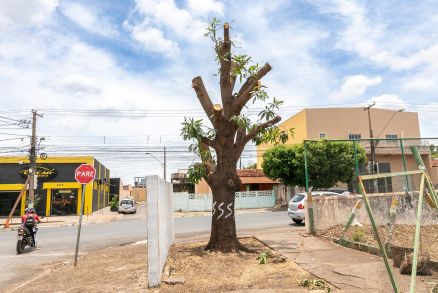 Pode ilegal de rvore quase erradicou a planta que existe h quase 40 anos no local 