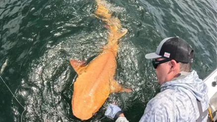 Os tubares-lixa normalmente so amarelos ou marrom-acinzentados, mas este era laranja brilhante