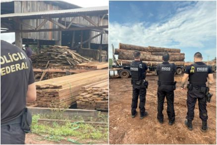 Somente em 2024 a explorao ilcita resultou no desmatamento por corte seletivo de 1.142,88 hectares