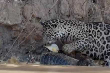 Imagem mostra ona caando piranha no meio de sua refeio