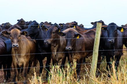 Gado em MT, Estado registra progresso no cumprimento das metas do Plano ABC+