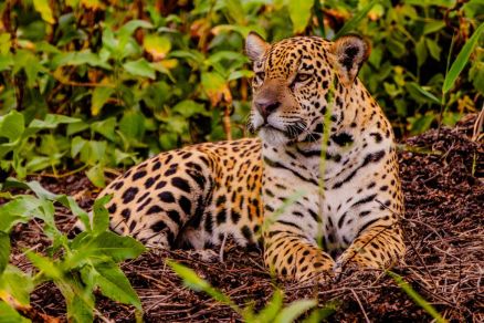 Entre as propostas estaro passeios de etnoturismo, turismo de aventura, observao da vida silvestre, pacotes de pesca, hospedagens e day use 