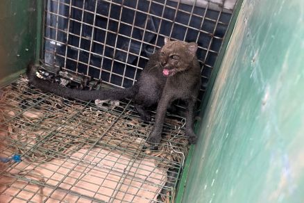 Gato-do-Mato foi resgatado no quintal de uma casa no Santa Rosa 