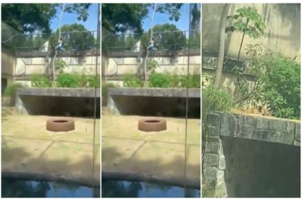 Imagens mostram homem invadindo recinto de leoa