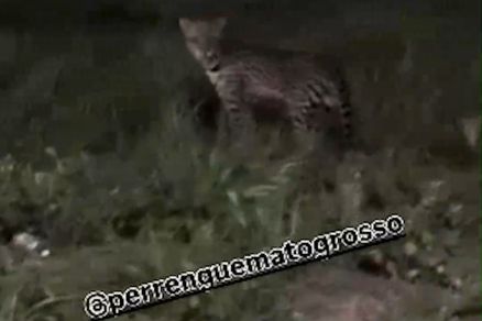 Registro do que parece ser uma jaguatirica na Avenida das Torres