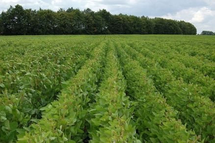 o Grupo Manso realiza as atividades agrcolas em uma rea de aproximadamente 9 mil hectares