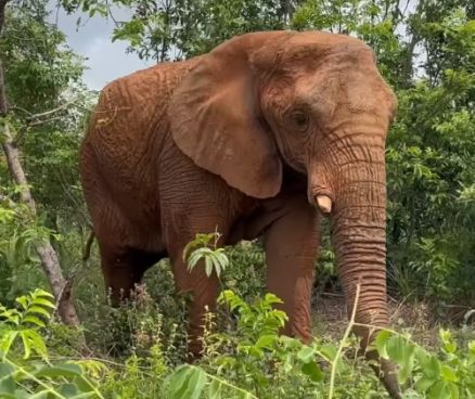Elefanta Kenya morre em antu�rio de Elefantes Brasil ap�s cinco meses vivendo no local 