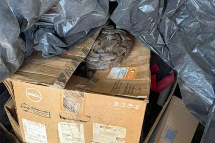 Bombeiros capturam jiboia em almoxarifado de empresa de transportes