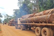 PM apreende mais de 100m� de madeira ilegal em Feliz Natal