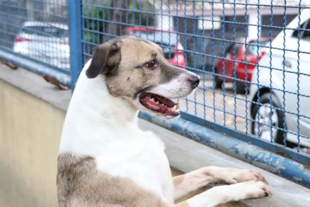 Em rela��o aos impactos negativos que os fogos de artif�cio