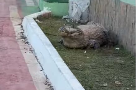 O jacar� estava no canteiro da pista de corrida, pr�ximo � entrada do parque