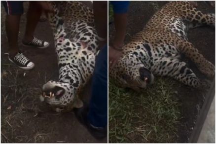 Animal estava com sangramento na boca e corpo foi recolhido por ind�genas