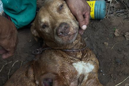 Momento em que pitbull � resgatado com vida ap�s ter sido enterrado 