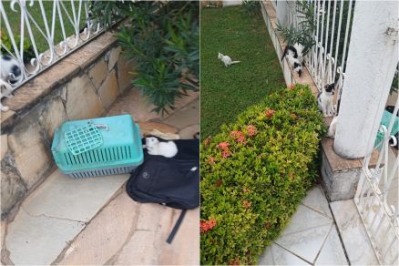 Ste gatos foram abandonados no Consulado do Canad�, em Cuiab� 