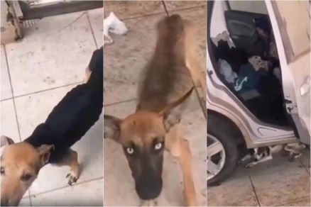 Animais abandonados estavam sem alimenta��o e �gua h� pelo menos 20 dias 