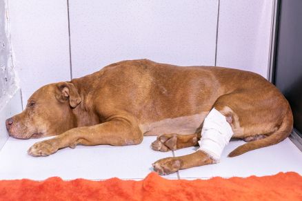 Vivente morre cinco dias ap�s ser resgatado de cova rasa 