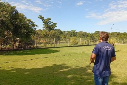 V�rus Influenza Avi�ria de Alta Patogenicidade � identificado em MT