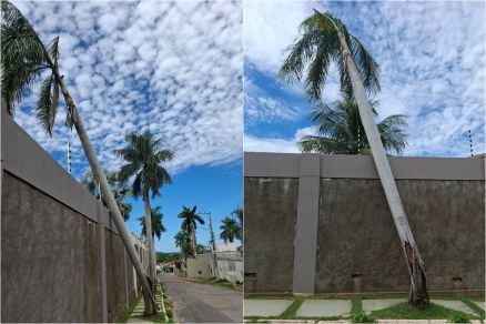 Palmeira est� parcialmente ca�da no Bairro Santa Rosa e preocupa moradores da regi�o 