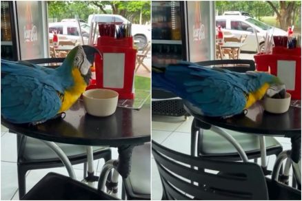 A arara-canind� Sabina, de sete anos, aproveita uma pausa para se alimentar em uma mesa da padaria em Rondon�polis