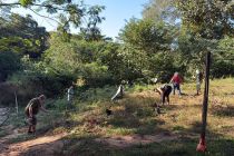 Iteec celebra Dia das ONGs com plantio de 100 �rvores na UFMT