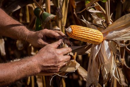 O milho � um dos principais produtos exportados de Mato Grosso ao pa�s africano