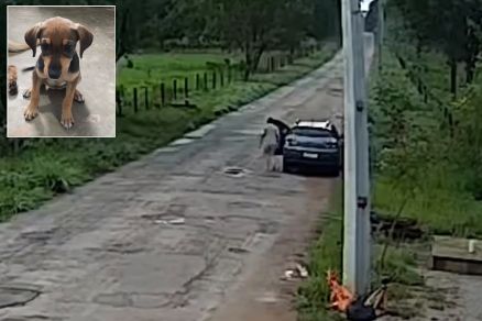 Cachorro abandonado em matagal, em Nobres 