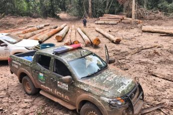 Batalh�o Ambiental apreende mais de 174 m� de madeira ilegal 