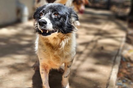 Durante a feira, os visitantes poder�o conhecer os animais aptos para ado��o