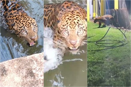 Resgate da on�a come�ou durante a tarde e s� terminou no per�odo da noite