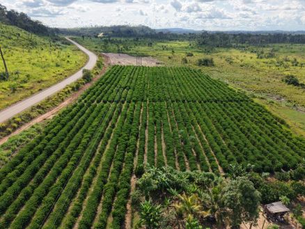 Imagem de lavoura de caf� em Aripuan� 