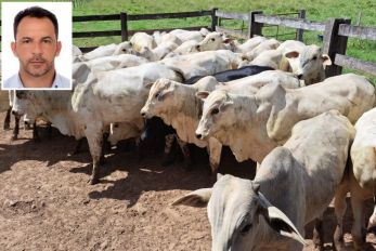 Vereador � preso acusado de comprar gado furtado de fazenda