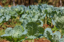 Seduc lan�a edital para implanta��o e manuten��o de hortas escolares em 300 unidades da Rede Estadual