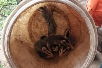 Bombeiros resgatam catita e fam�lia de saru� em MT